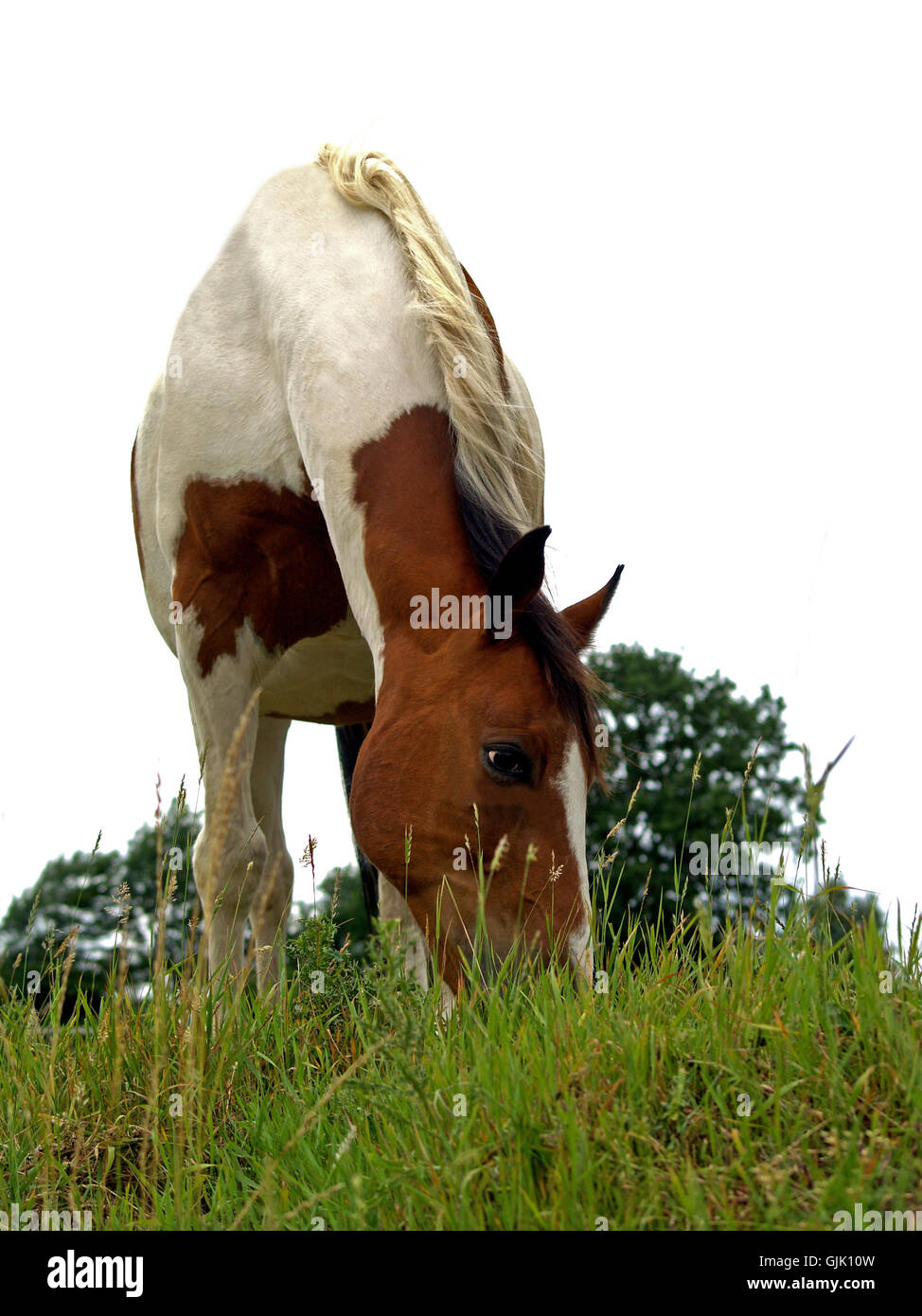 Holsteins temps libre temps libre Banque D'Images