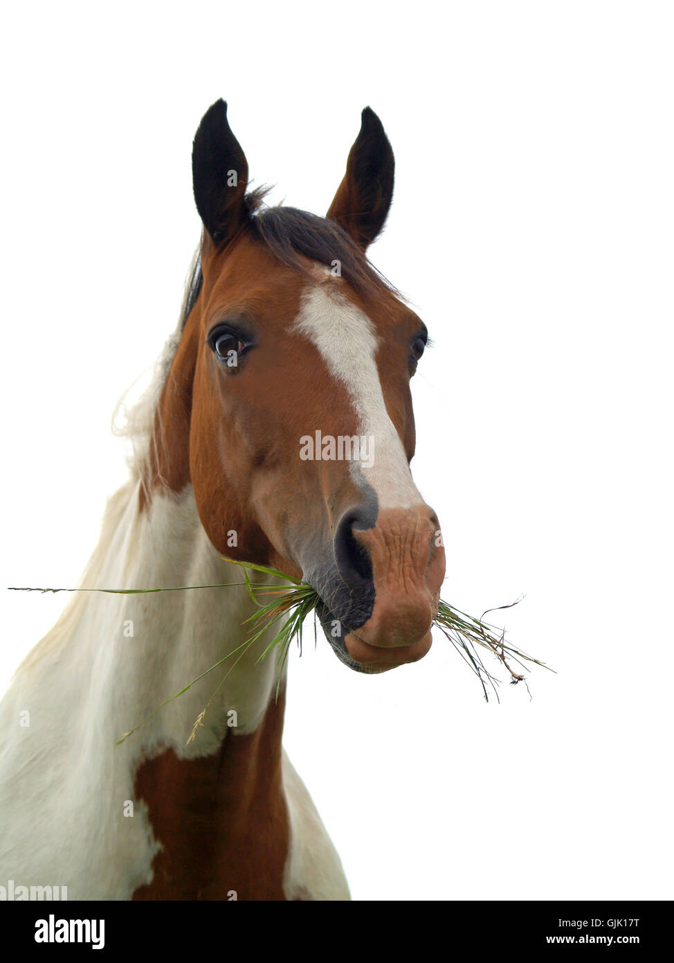 Herbe savoureuse Banque D'Images
