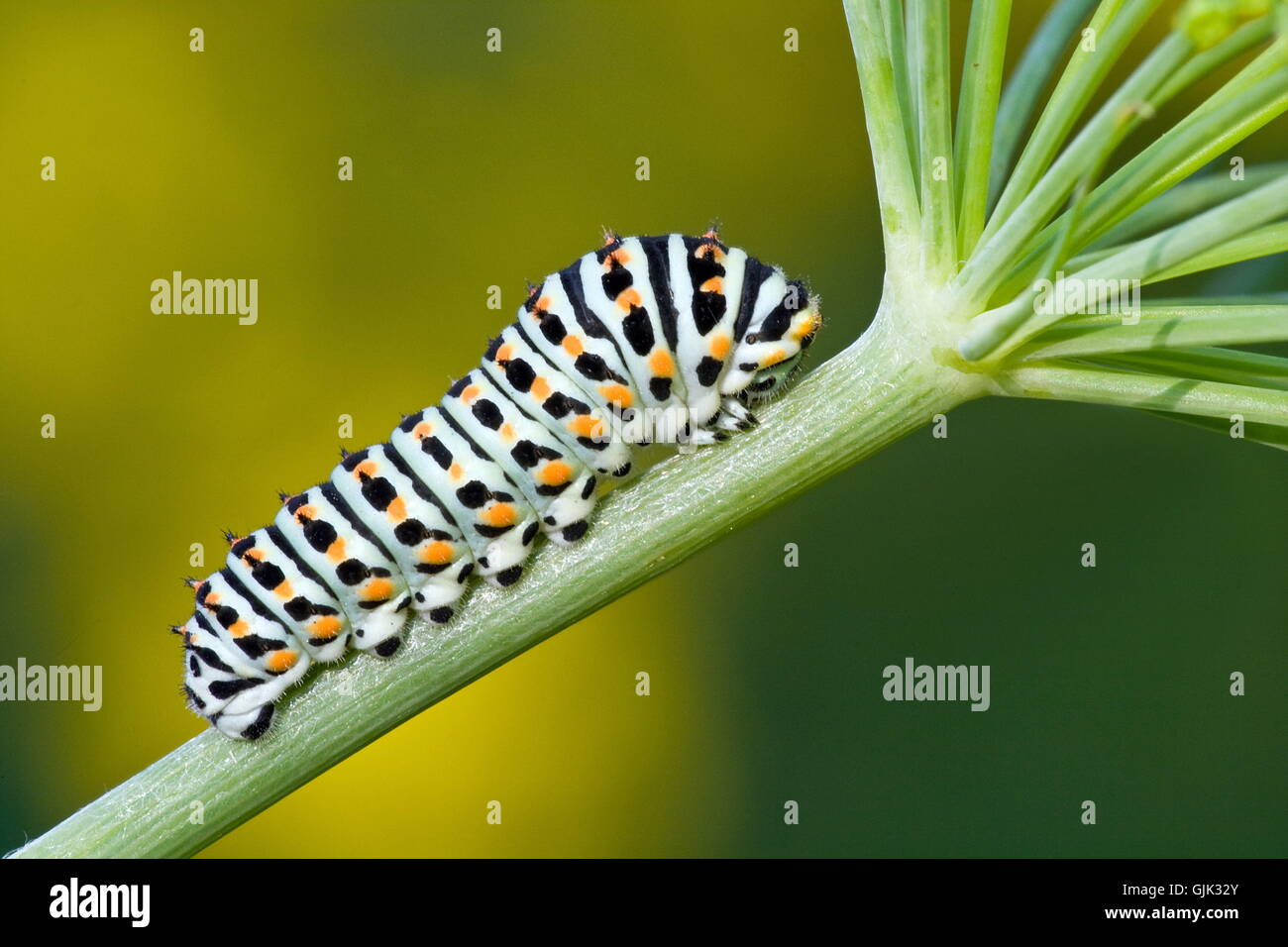 Macro swallowtail Caterpillar Banque D'Images
