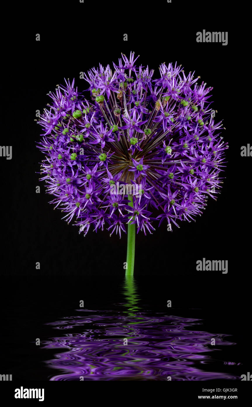 Riche en vitamines mise en miroir des plantes à bulbe Banque D'Images