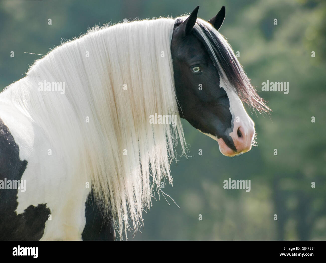 Belle tête de cheval Gypsy Vanner mare avec white mane Banque D'Images