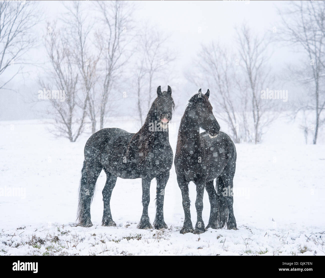 Face comique sur noir cheval frison mares en pleine tempête Banque D'Images
