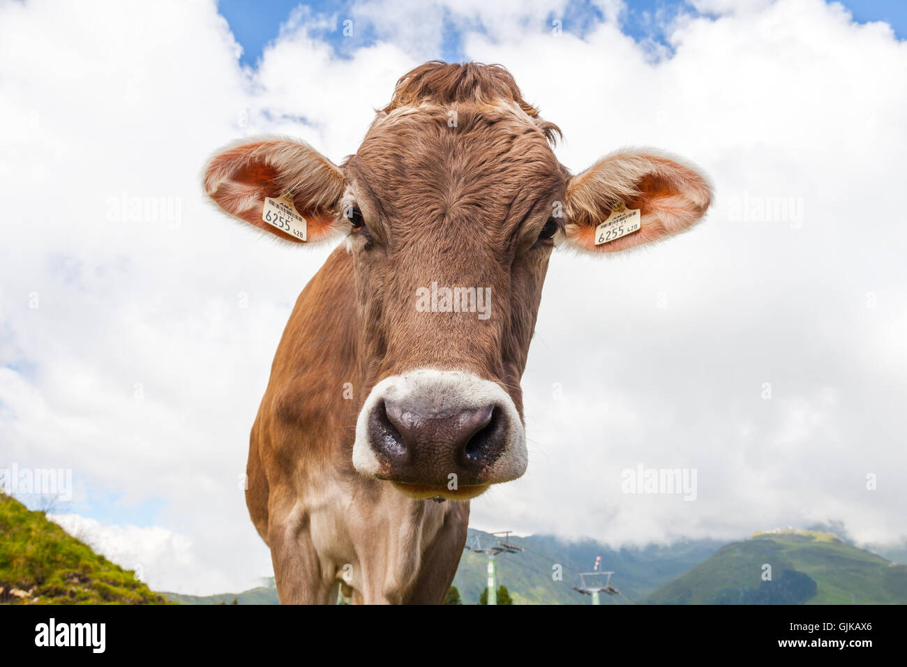 Les vaches portrait en gros plan sur une prairie dans les Alpes Banque D'Images