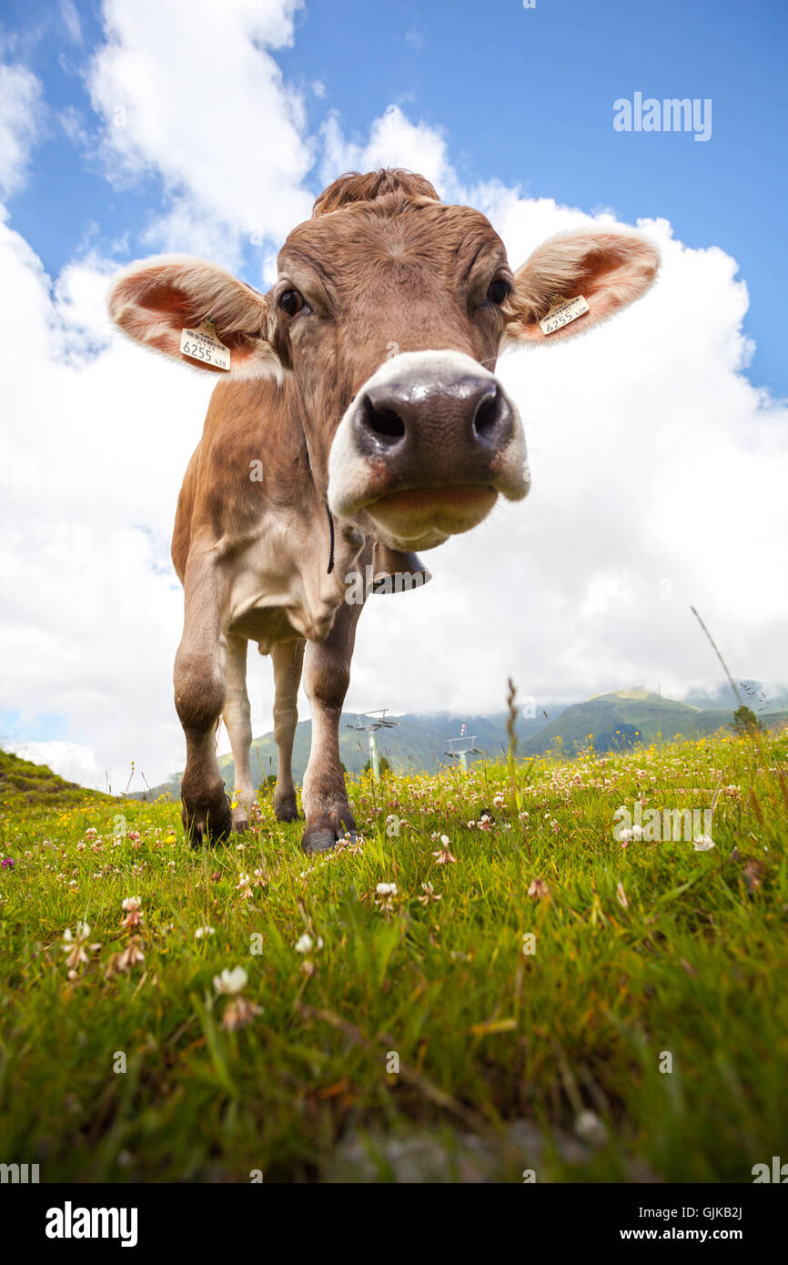 Les vaches looking at camera sur un pré dans les Alpes Banque D'Images