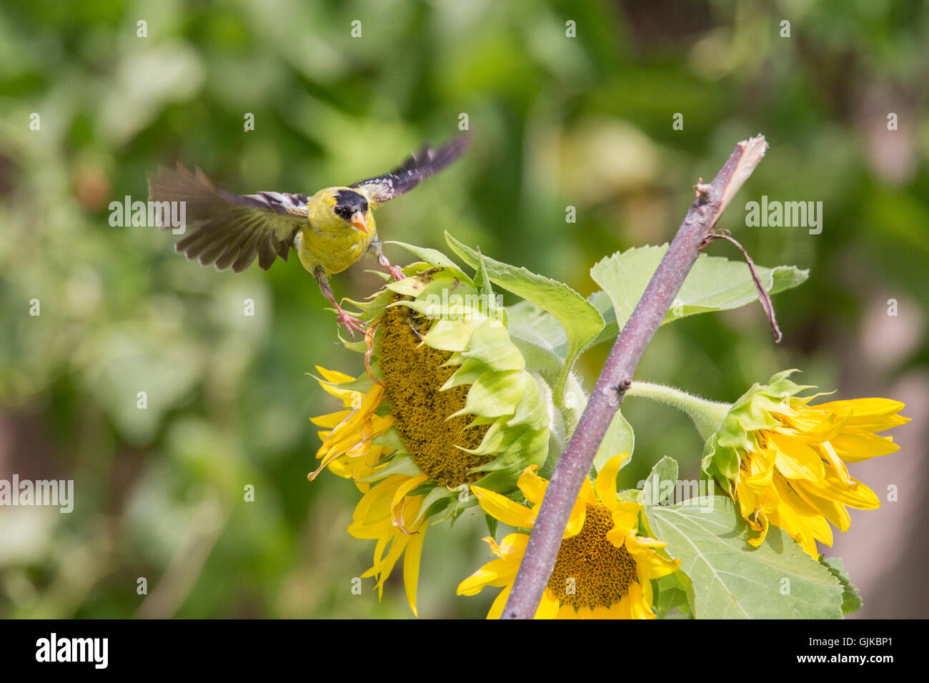 Chardonneret jaune (Carduelis tristis) avec les huiles de l'alimentation Banque D'Images