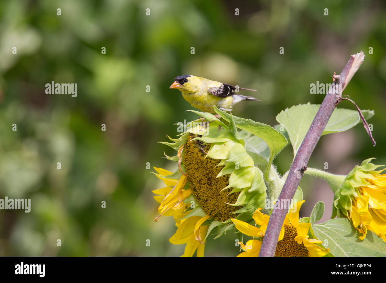Chardonneret jaune (Carduelis tristis) avec les huiles de l'alimentation Banque D'Images