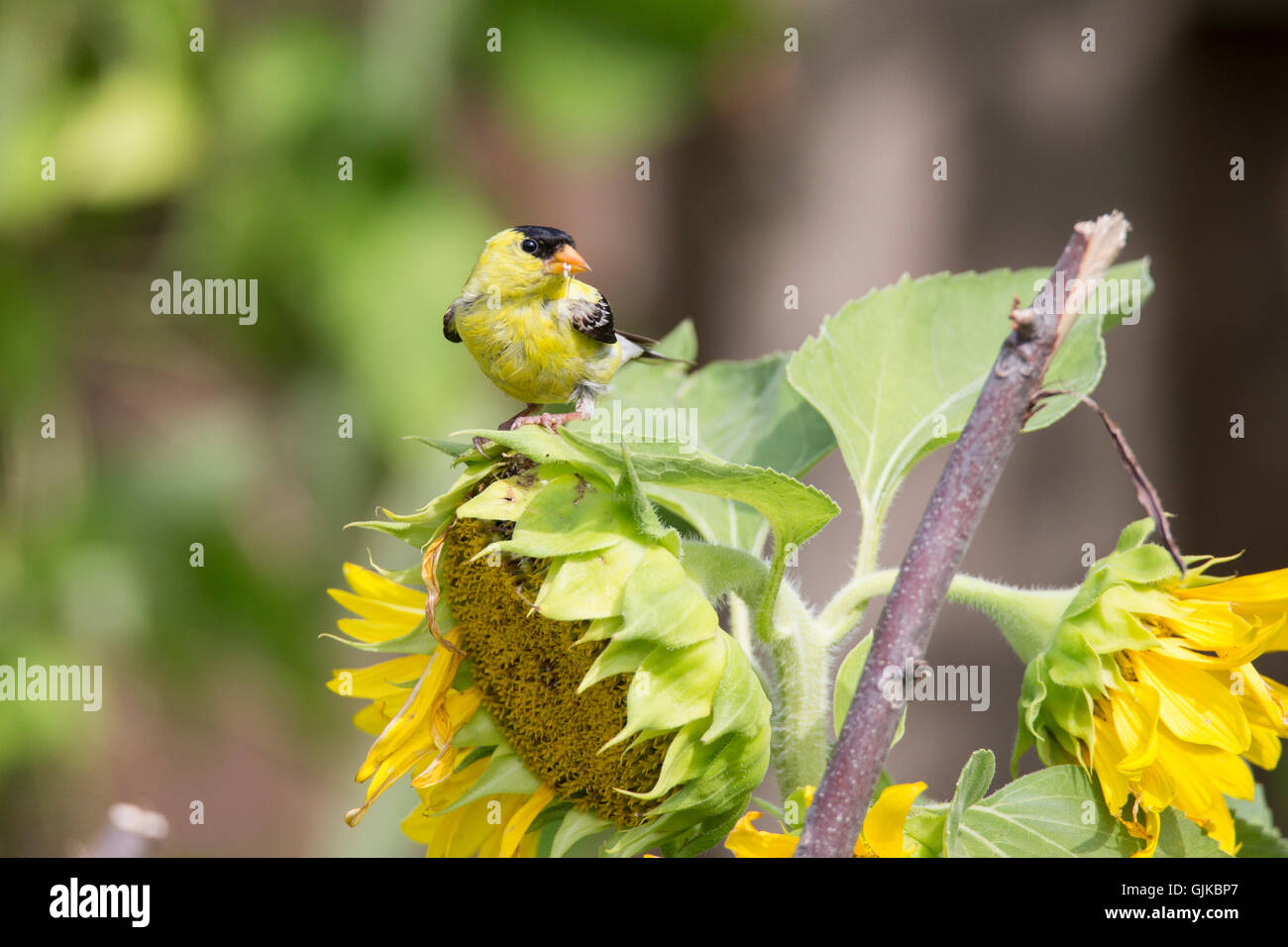 Chardonneret jaune (Carduelis tristis) avec les huiles de l'alimentation Banque D'Images