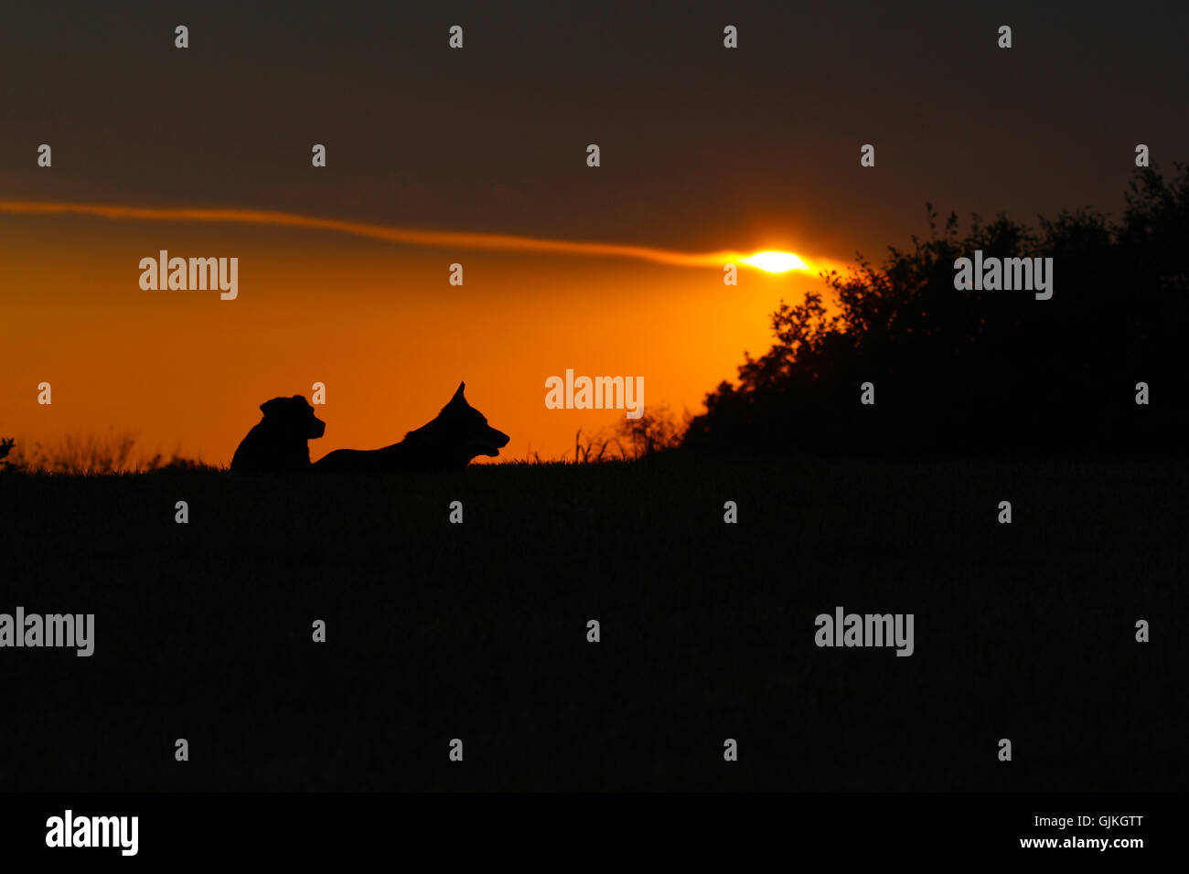 Les silhouettes de deux chiens (un mélange de beagle et un corgi mix) devant un coucher de soleil Banque D'Images