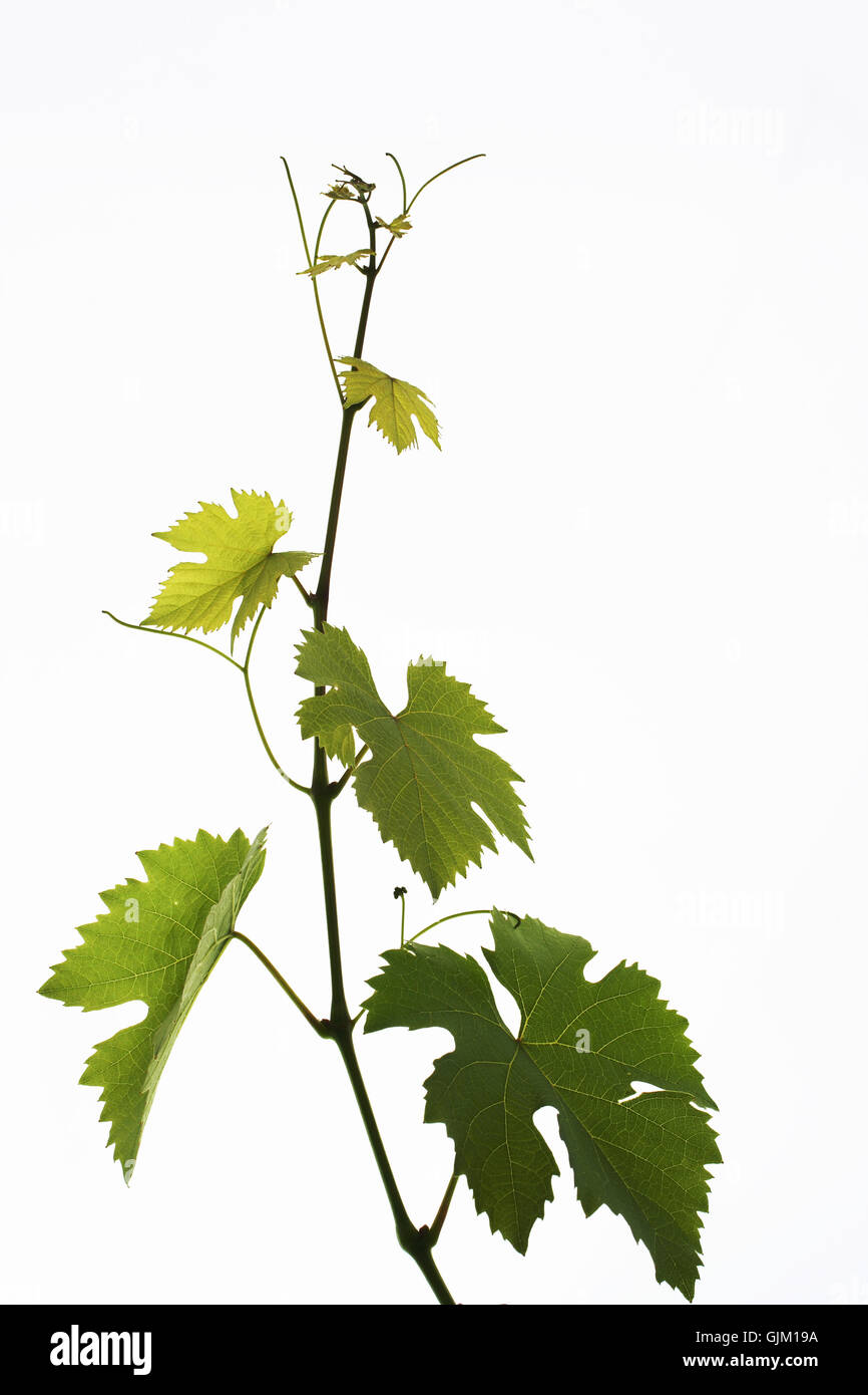 Les feuilles de vigne vert en option Banque D'Images