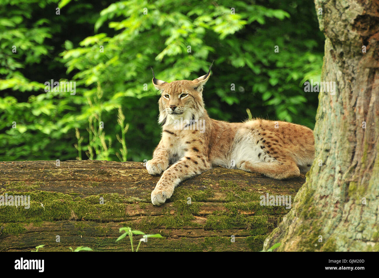 observer. Banque D'Images