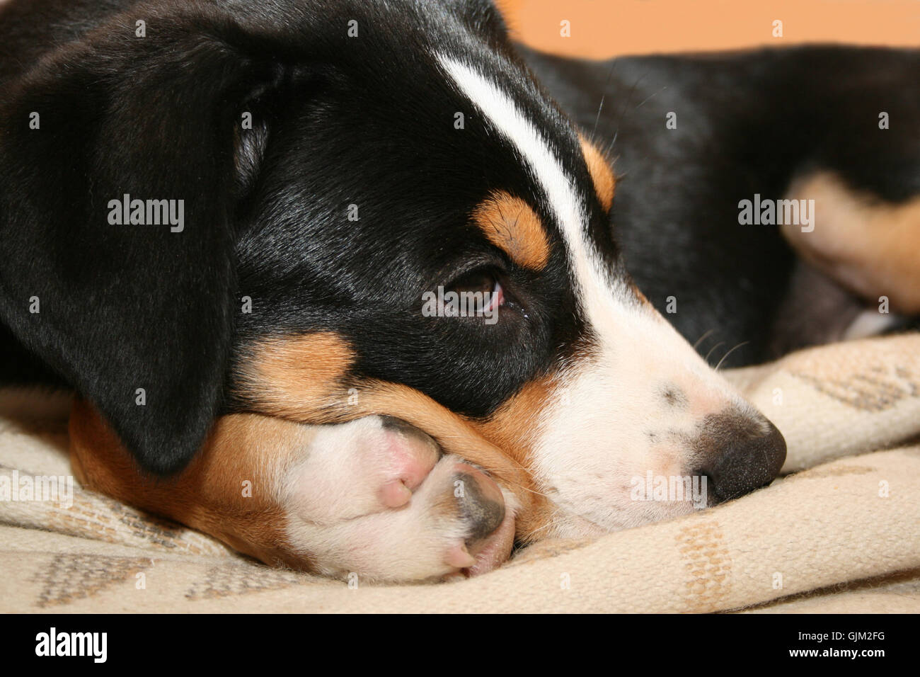 Swiss Mountain dog puppy Banque D'Images
