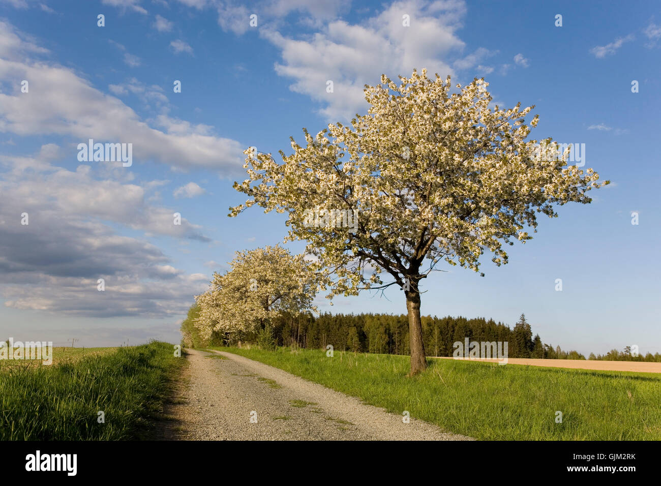 Arbres fruitiers en fleurs Banque D'Images