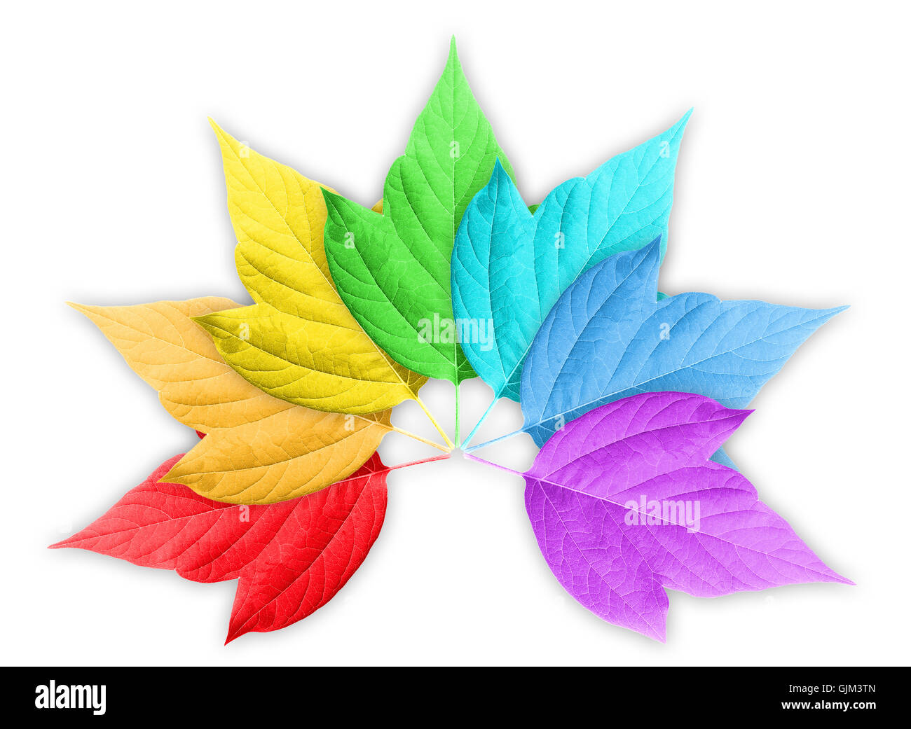 Arc-en-ciel coloré dégradé avec Groupe des Leafs Banque D'Images