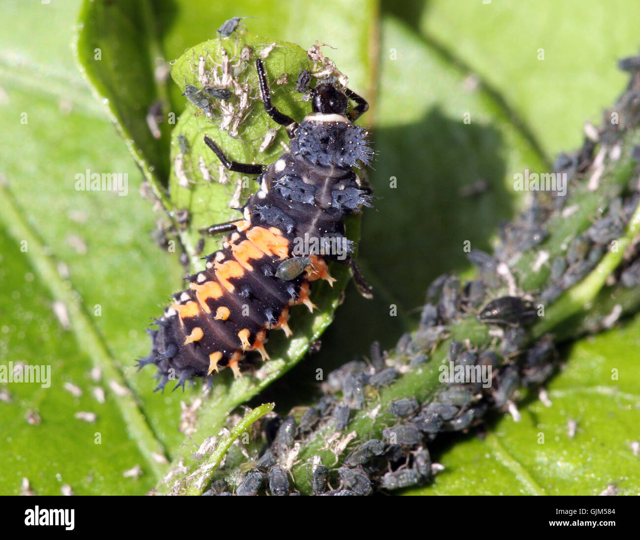 Larve de coccinelle Banque de photographies et d’images à haute — free download