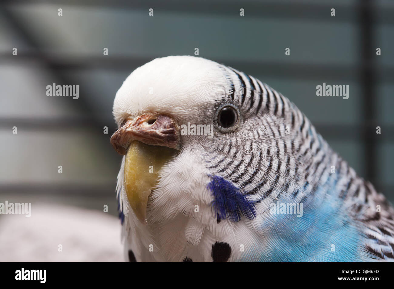 Australian Perroquet Bleu macro 3 Banque D'Images