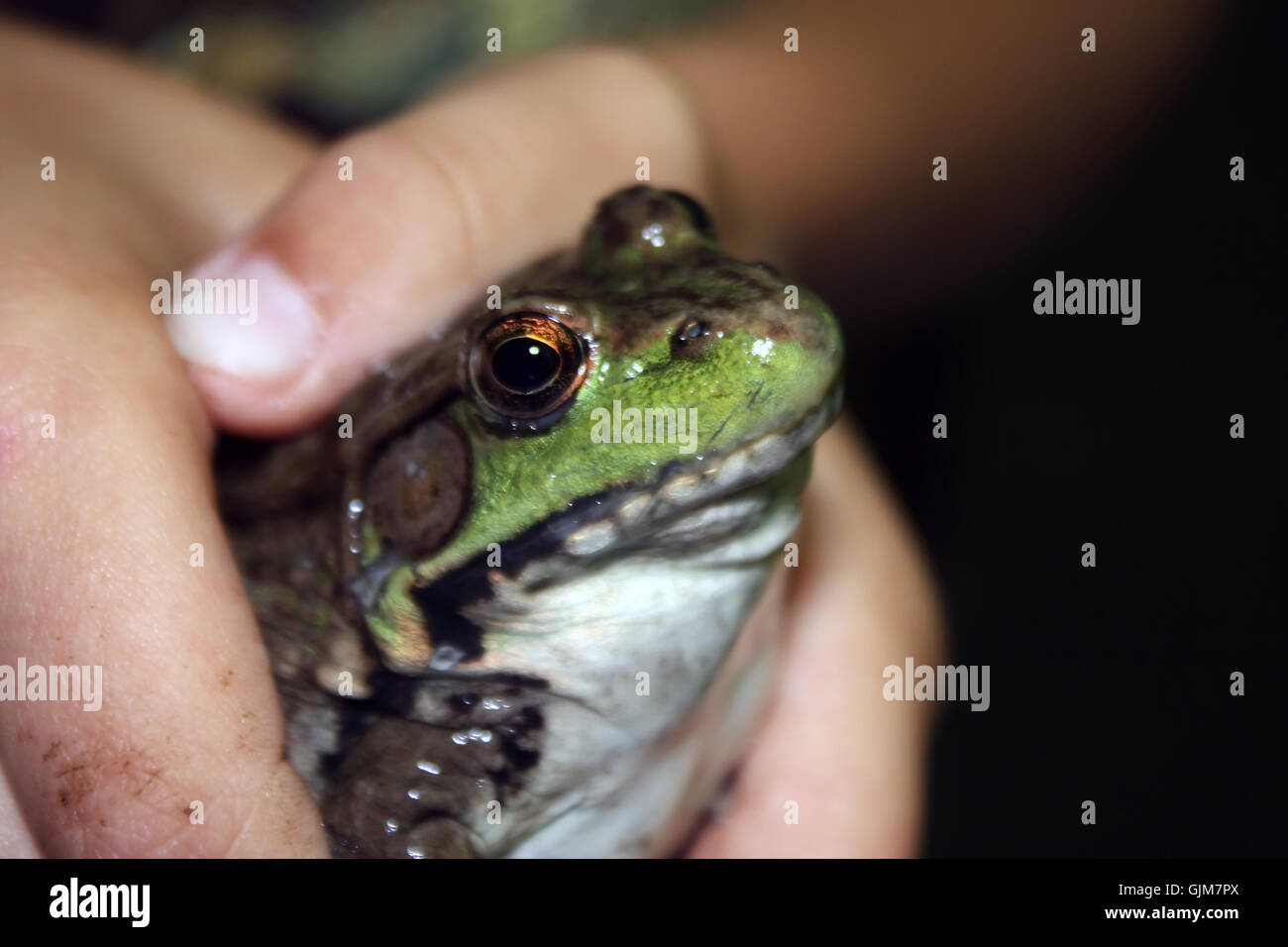 garçon avec grenouille Banque D'Images