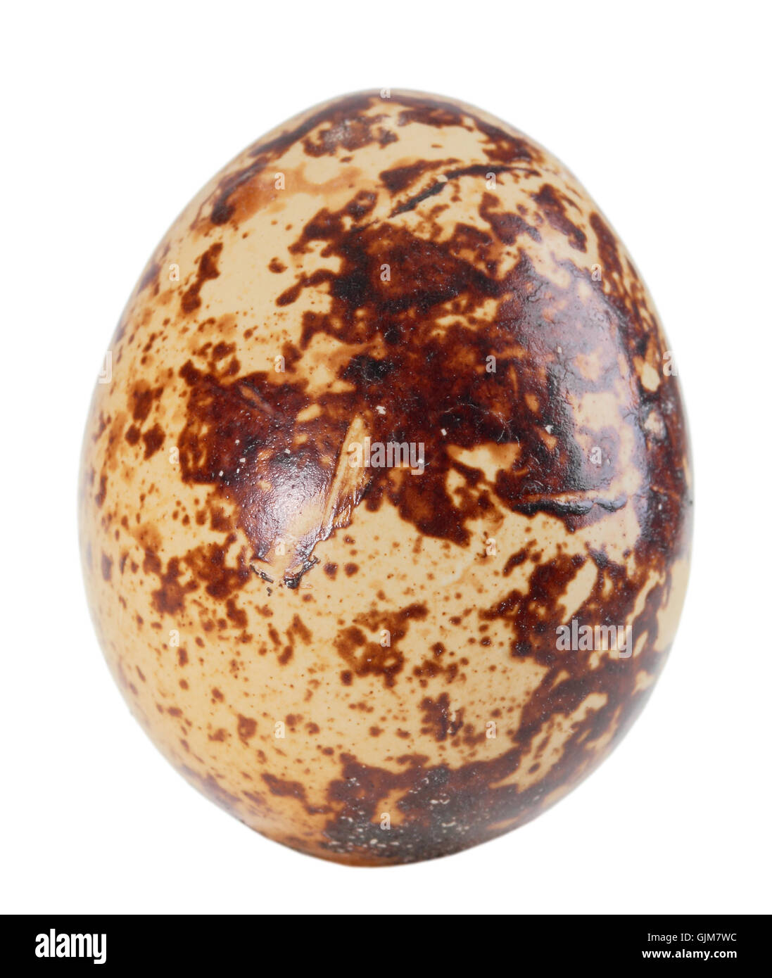 Seule la lumière unique-brown egg de cailles Banque D'Images