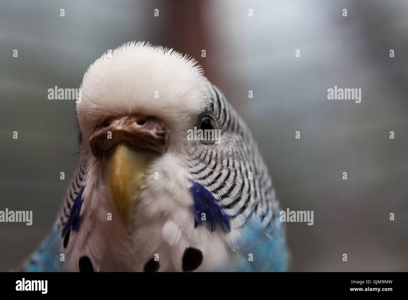 Australian Perroquet Bleu macro 2 Banque D'Images