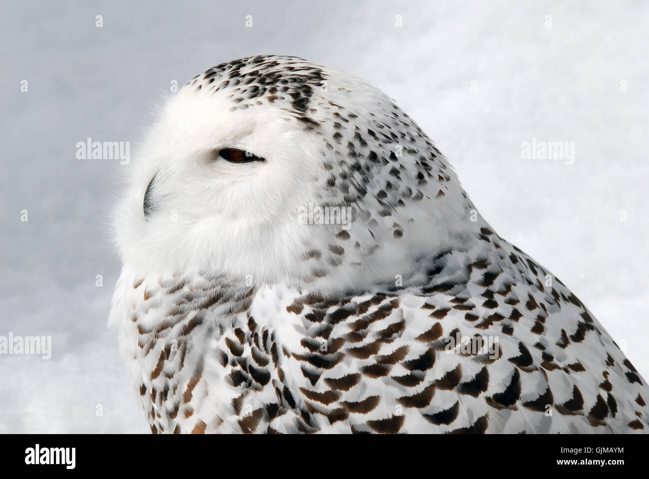 Animaux Oiseaux Oiseaux Banque D'Images