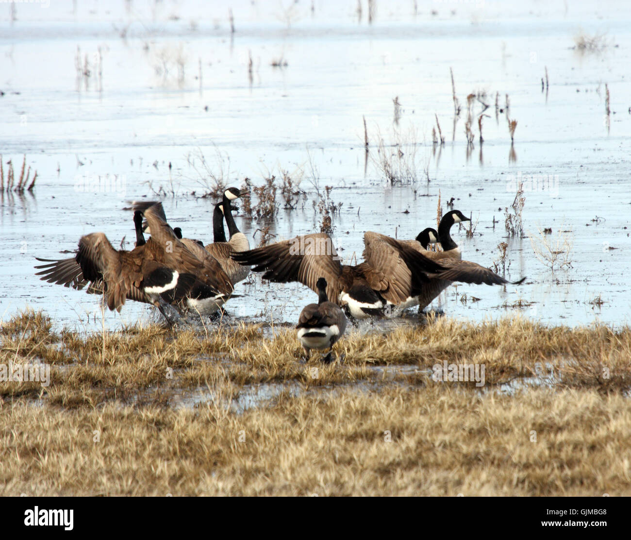 Bernache du Canada. Photo prise à Klamath inférieur National Wildlife Refuge, CA. Banque D'Images