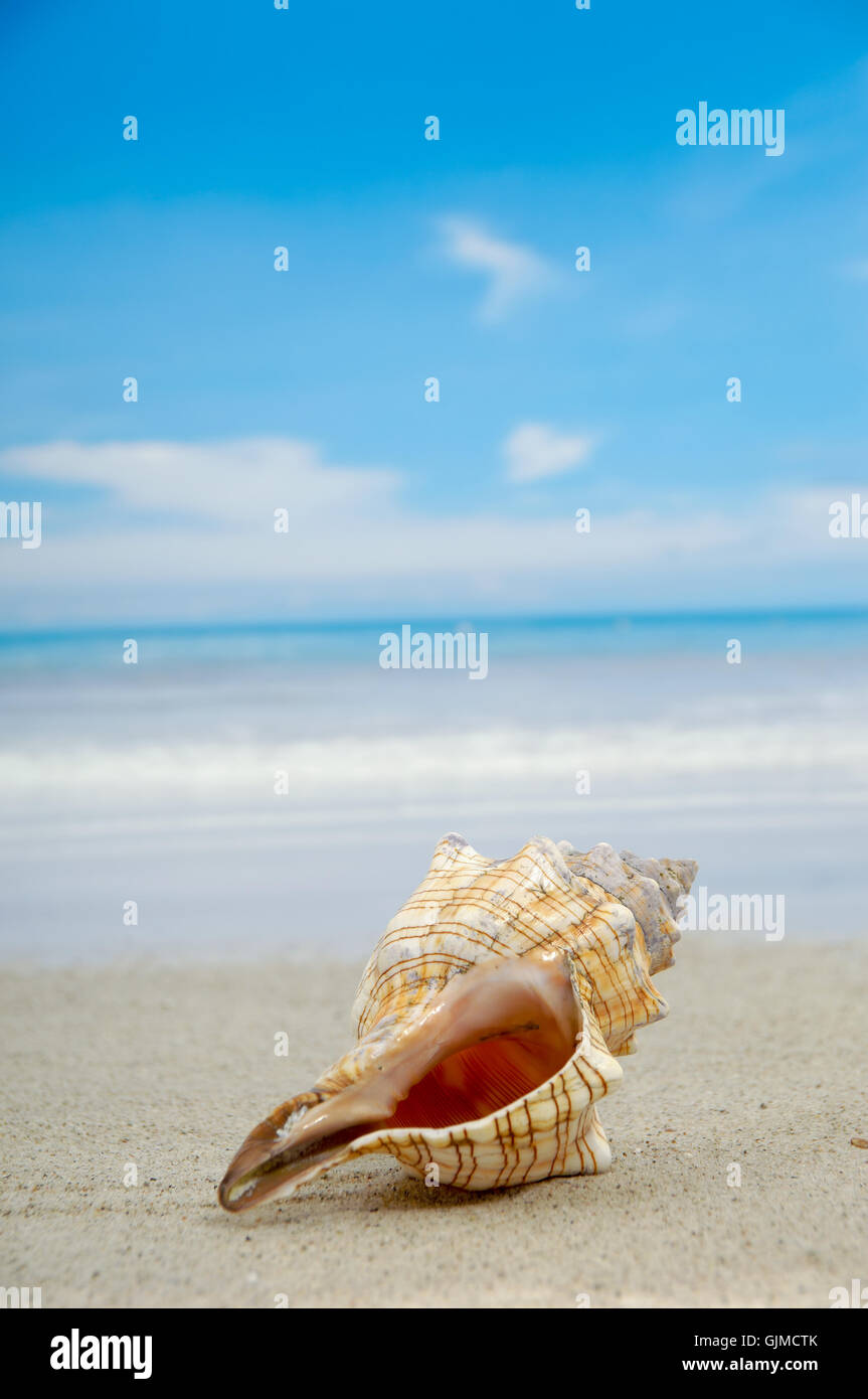 Conque on beach Banque D'Images