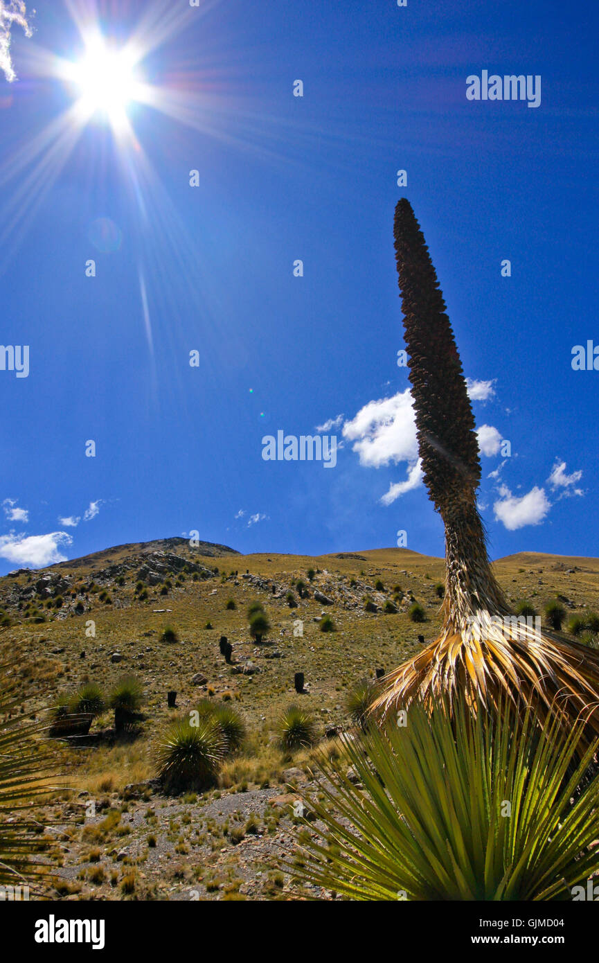 Cactus des hauts plateaux du Pérou Banque D'Images