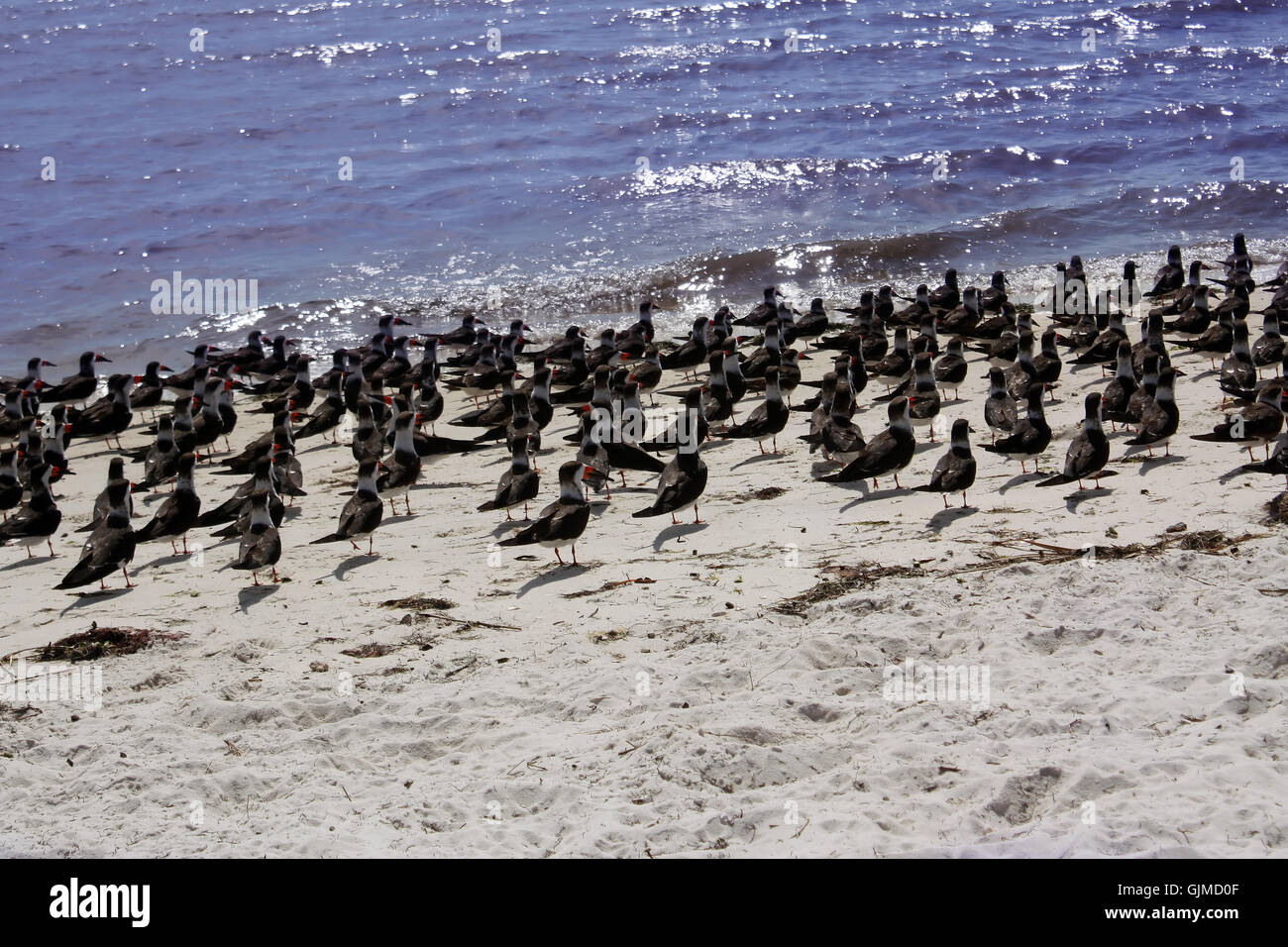 Les oiseaux sur la côte du golfe du Mexique Banque D'Images