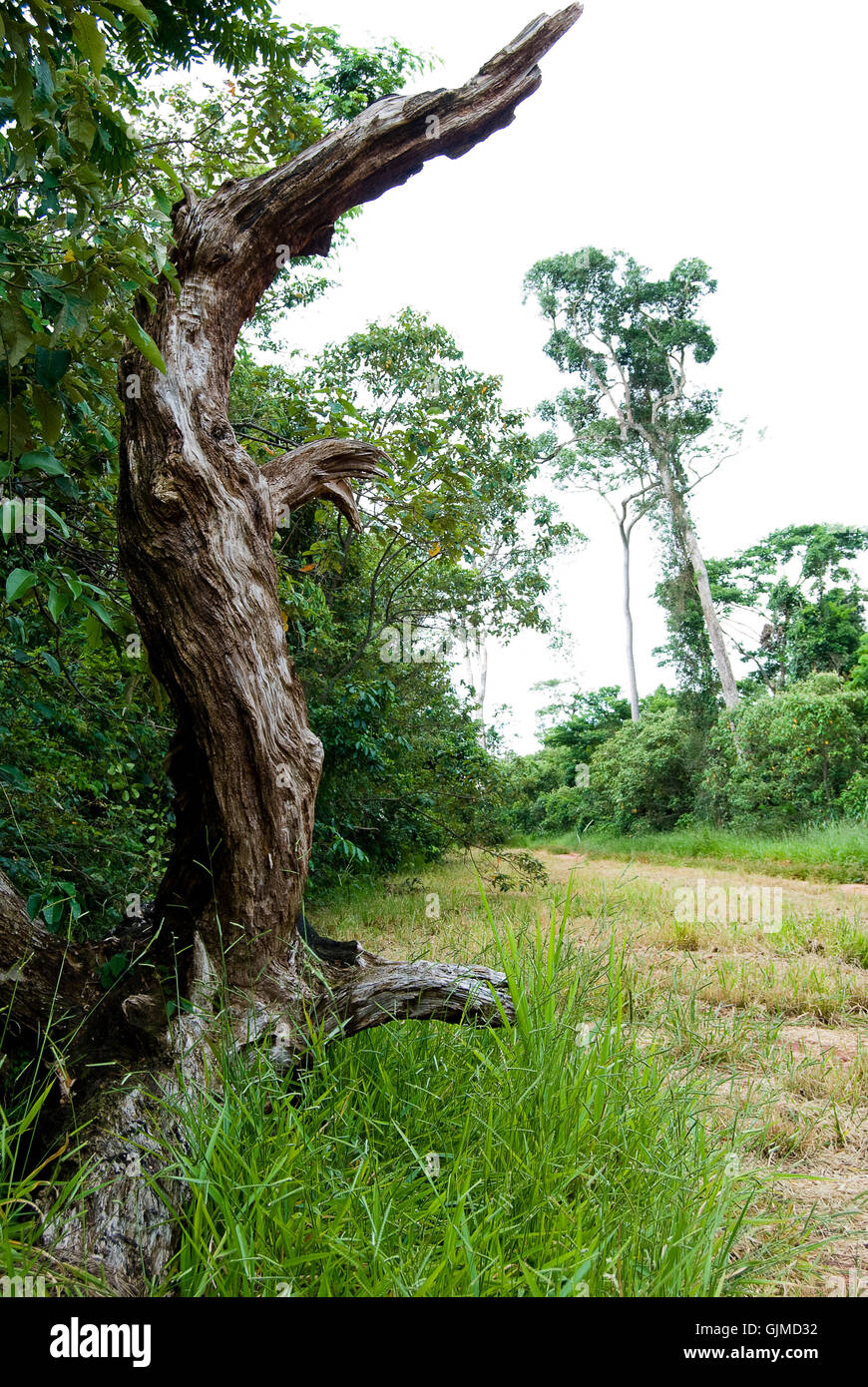 Déforestation Banque D'Images