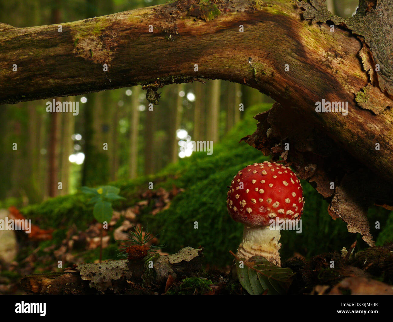 Champignon agaric fly Banque D'Images