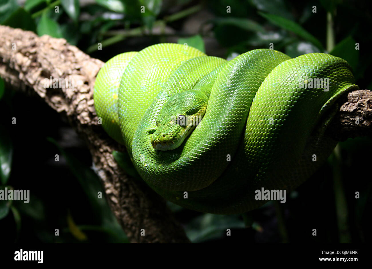 Les serpents de serpent vert Banque D'Images