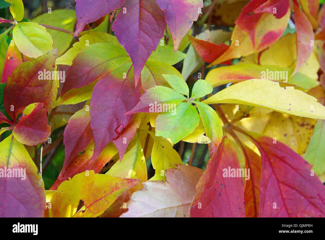 Les feuilles de vigne vigne verte Banque D'Images