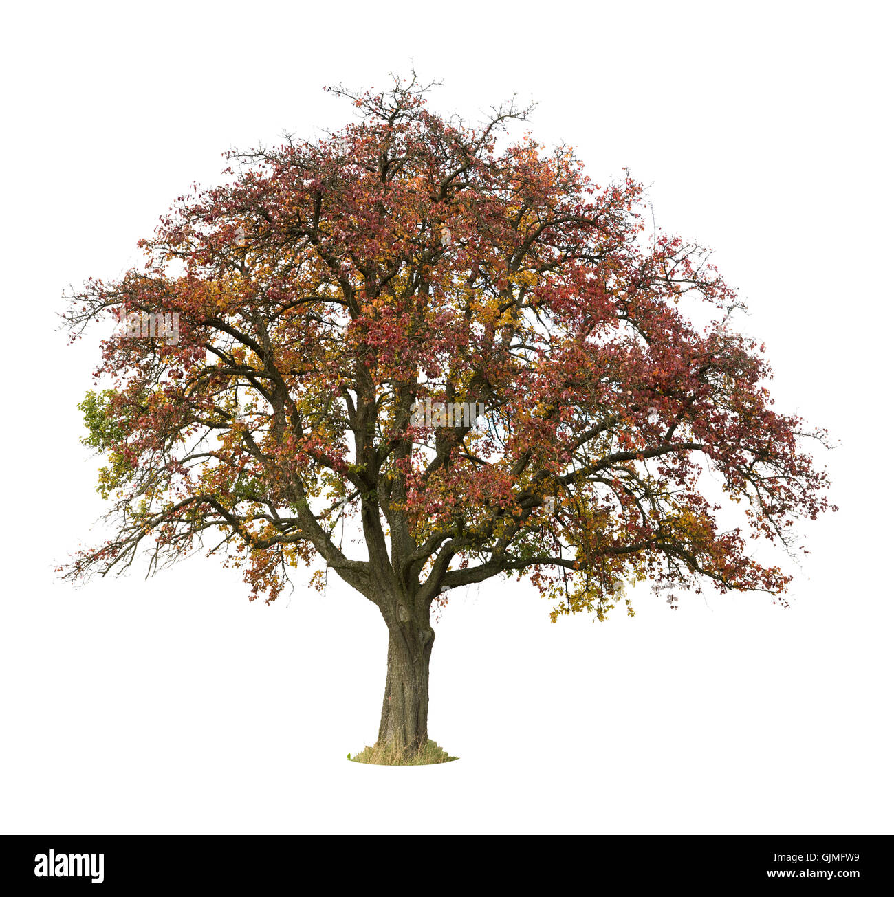 Découpe d'arbre isolé Banque D'Images