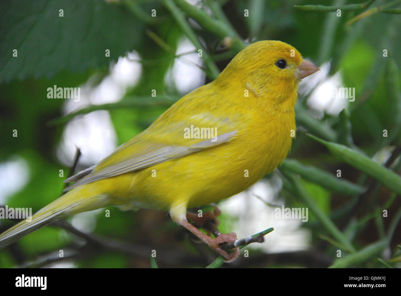 Le Chant Des Oiseaux Des Canaries Vert Banque Dimages