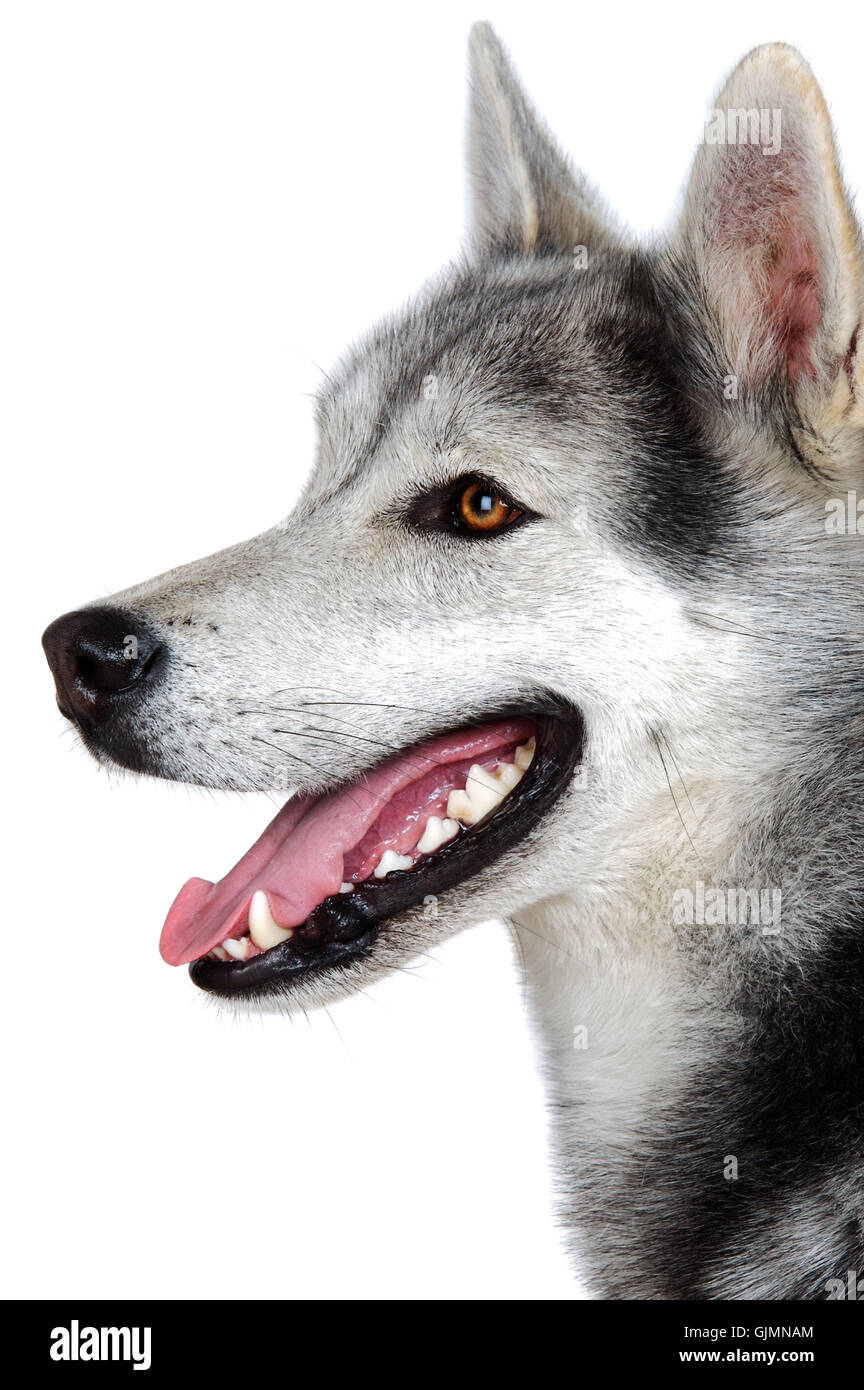 Adorable chien fermer Banque D'Images