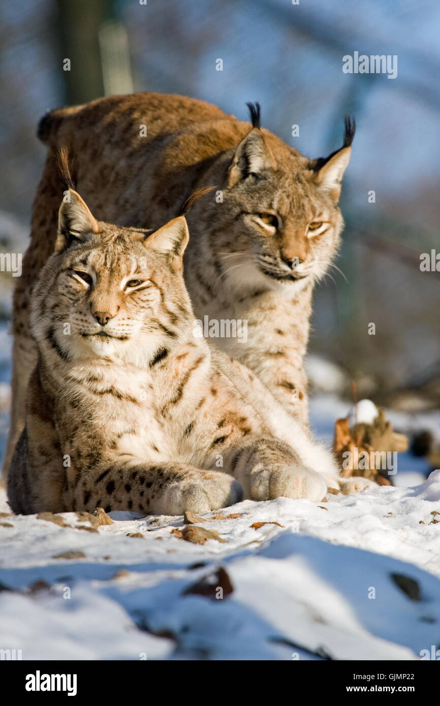 Big cat chat prédateur félin Banque D'Images