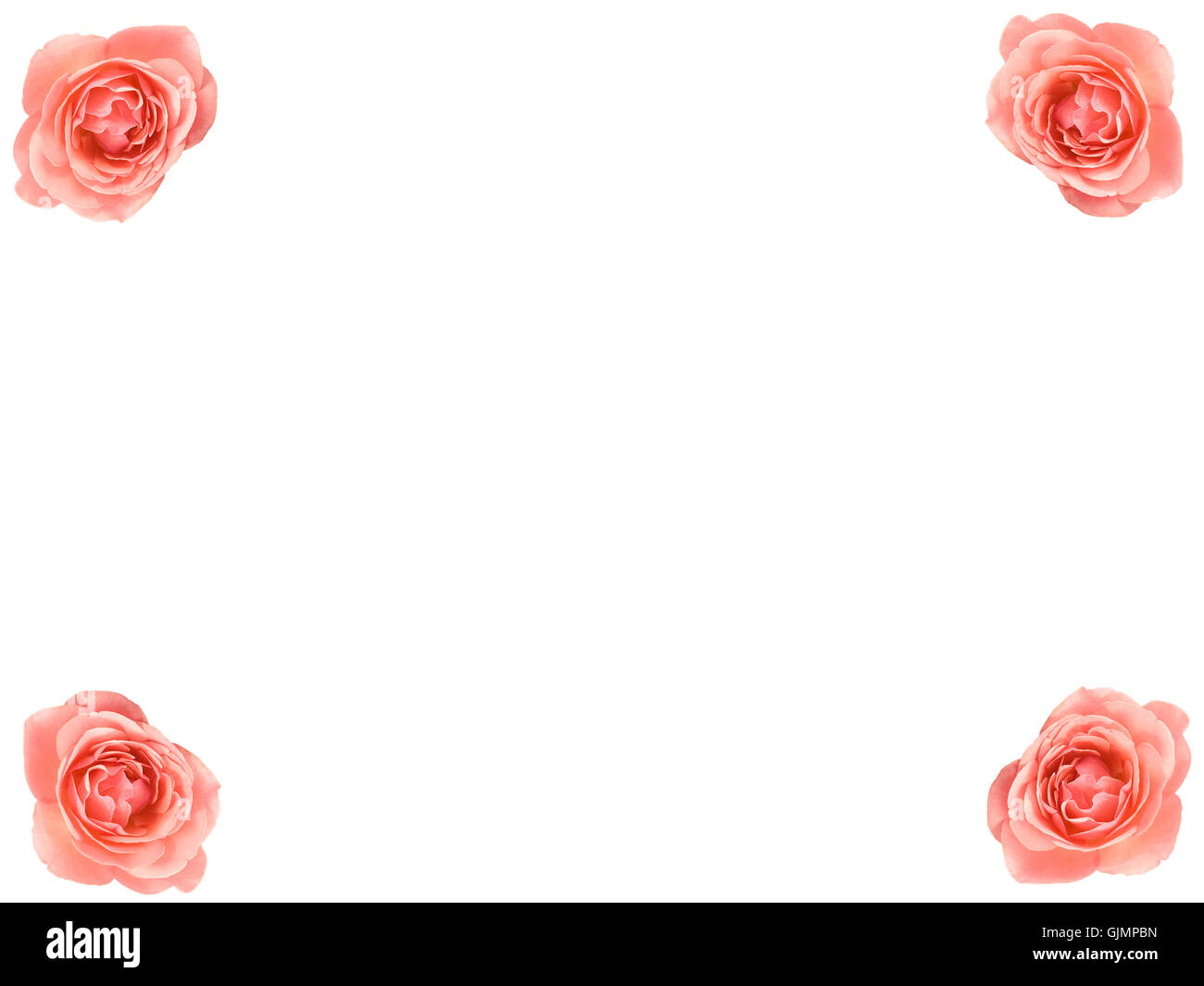 Plante fleur fleurs Banque D'Images