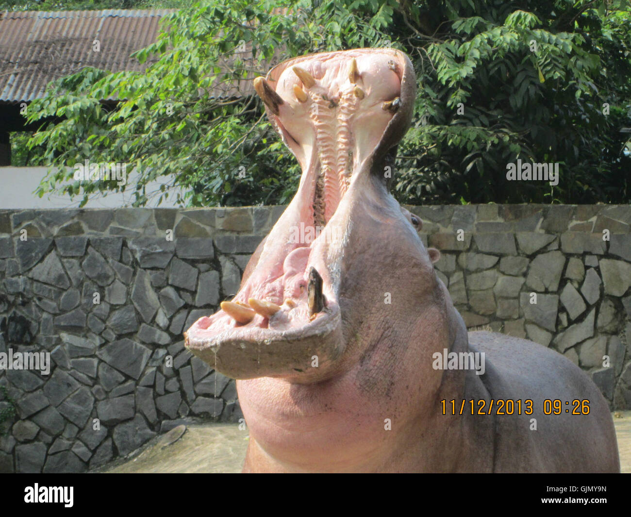 JAWS de l'Hippo fait référence à un incident dramatique ou notable où un hippopotame a montré un comportement agressif. Il peut s'agir d'un événement ou d'une représentation médiatique impliquant un hippopotame, symbolisant la force et la nature dangereuse du animalâ. Banque D'Images