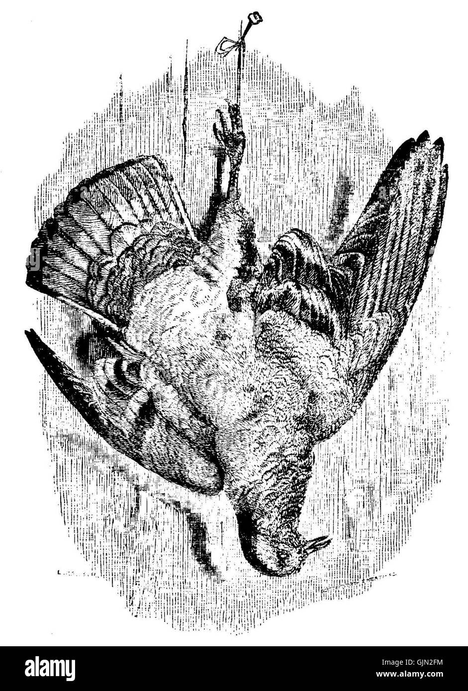 Cette entrée fait référence à un objet ou modèle spécifique nommé 'Darwin Domestic 117'. Des recherches supplémentaires sont nécessaires pour en clarifier tous les détails et la pertinence par rapport à des sujets historiques ou scientifiques. Banque D'Images