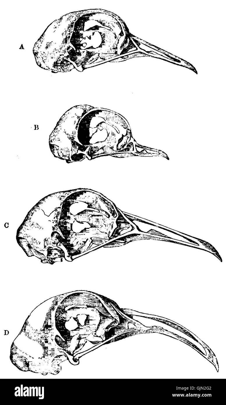 Cette photographie montre le Darwin Domestic 124, un avion utilisé pour les vols intérieurs en Australie. L'image met en évidence le design du aircraftâ€™ et son rôle dans l'histoire de l'aviation de Australiaâ€™, en particulier pour les voyages intérieurs à travers les régions du pays. Banque D'Images