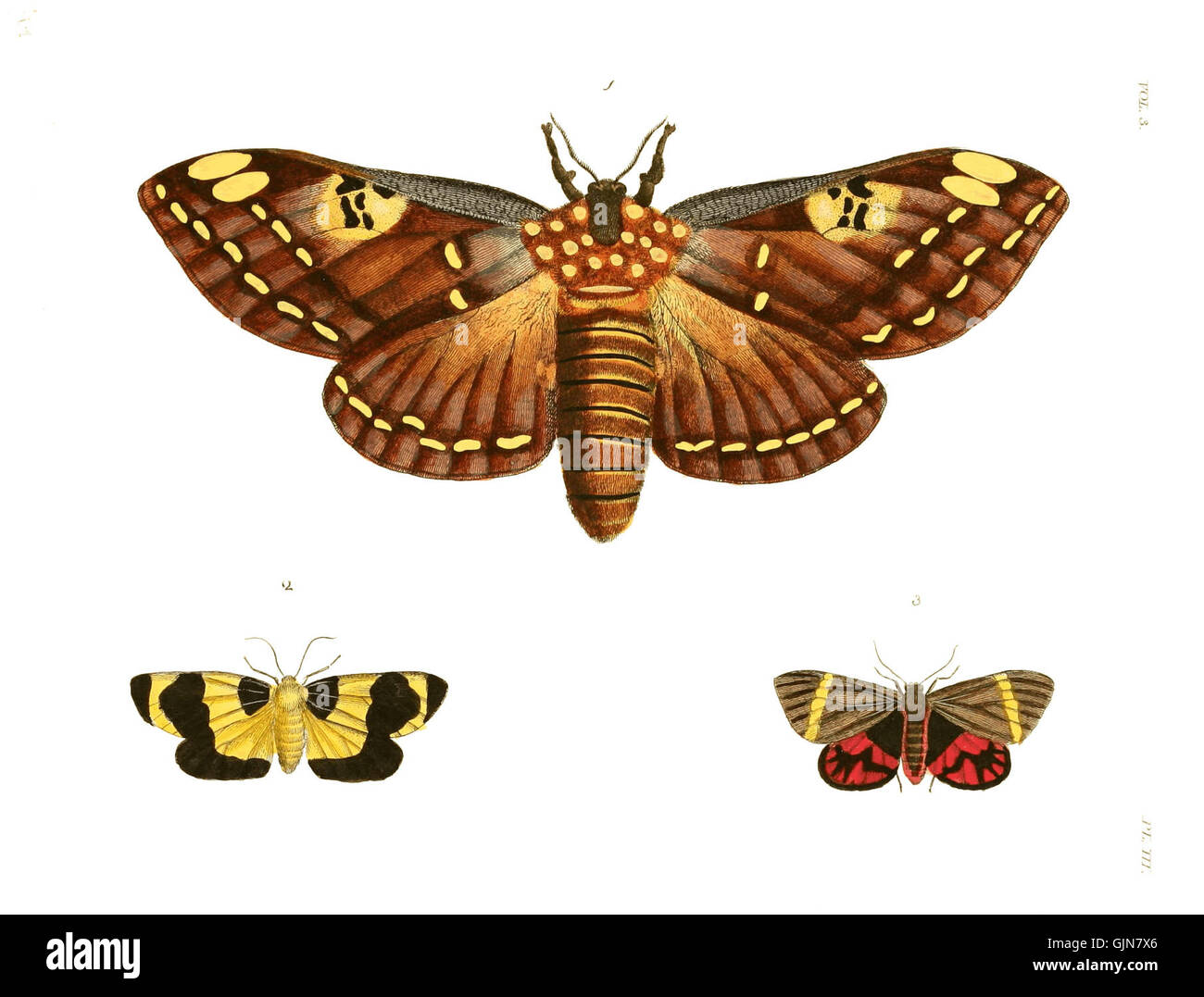 Ceci est une illustration tirée de 'illustrations of Exotic Entomology ...