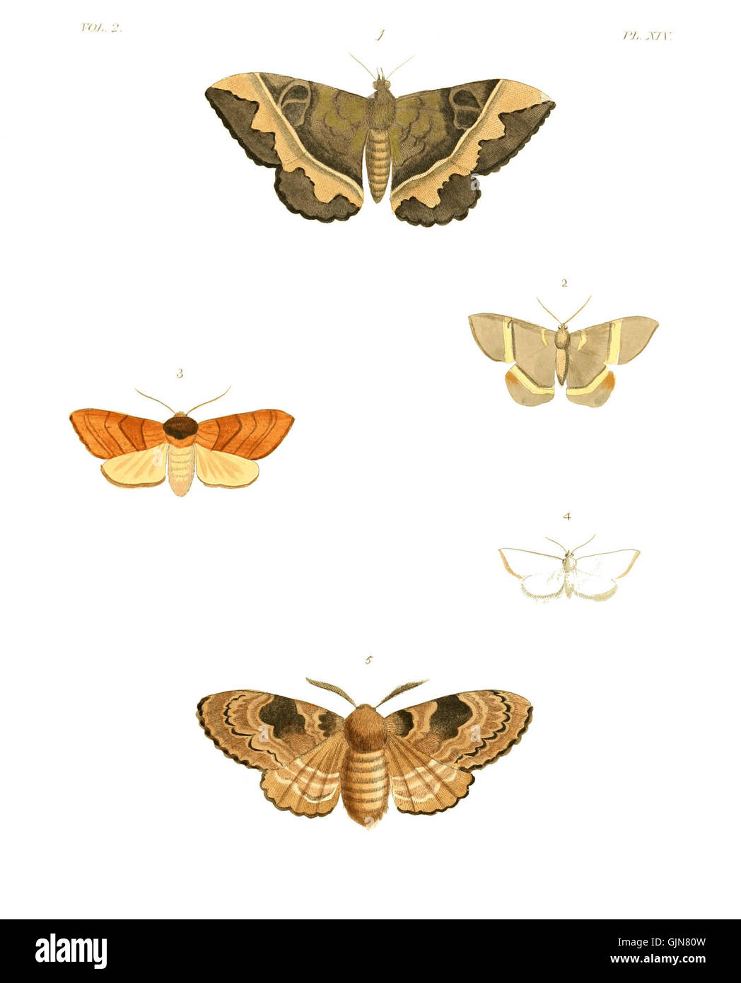 Illustration tirée de 'illustrations of Exotic Entomology volume II', planche 14, présentant diverses espèces d'insectes. Banque D'Images