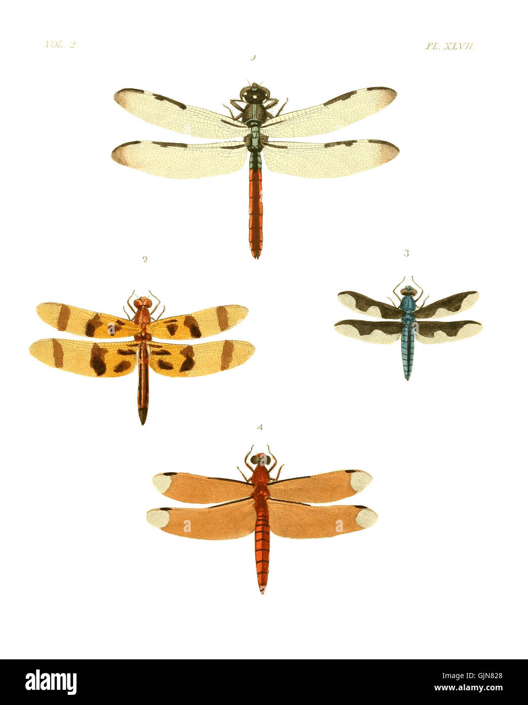 *Illustrations of Exotic Entomology II* fait partie d’une série ...