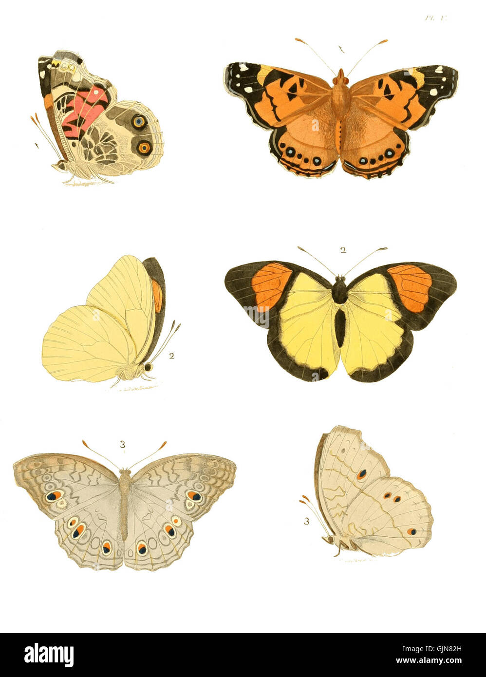 'Illustrations of Exotic Entomology I' est une série d'illustrations ...