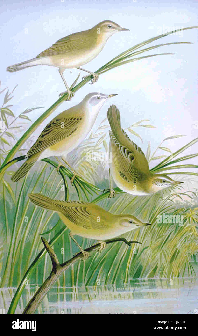 'Karekiet' est une peinture représentant un oiseau, généralement associé à une espèce spécifique ou à un cadre naturel. L’œuvre reflète l’attention de l’artiste aux détails et à la nature à travers une représentation vivante et réaliste de l’oiseau. Banque D'Images