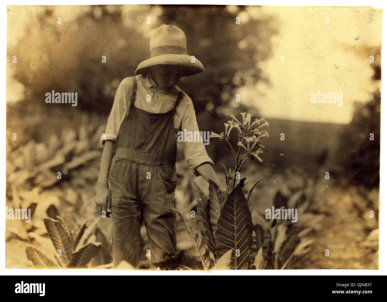 Lewis Hine, George Barbee, 13 ans topping, Nicholas Comté, New York, 1916 Banque D'Images