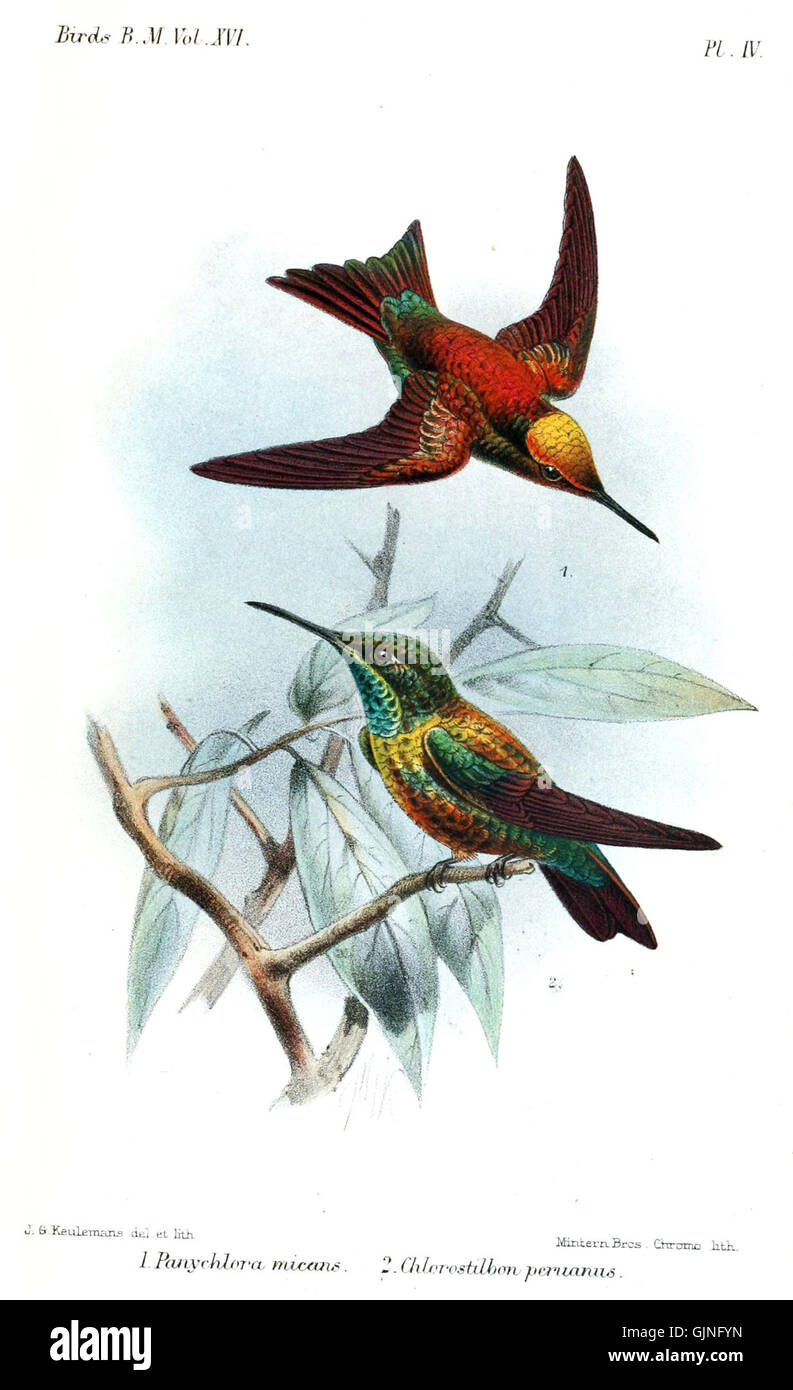 Cette image représente Panychlora chlorostilbon, communément appelé colibri à queue verte, illustré par Keulemans. L'oiseau est reconnu pour son plumage vert vibrant et fait partie de la famille diversifiée des colibris. Banque D'Images