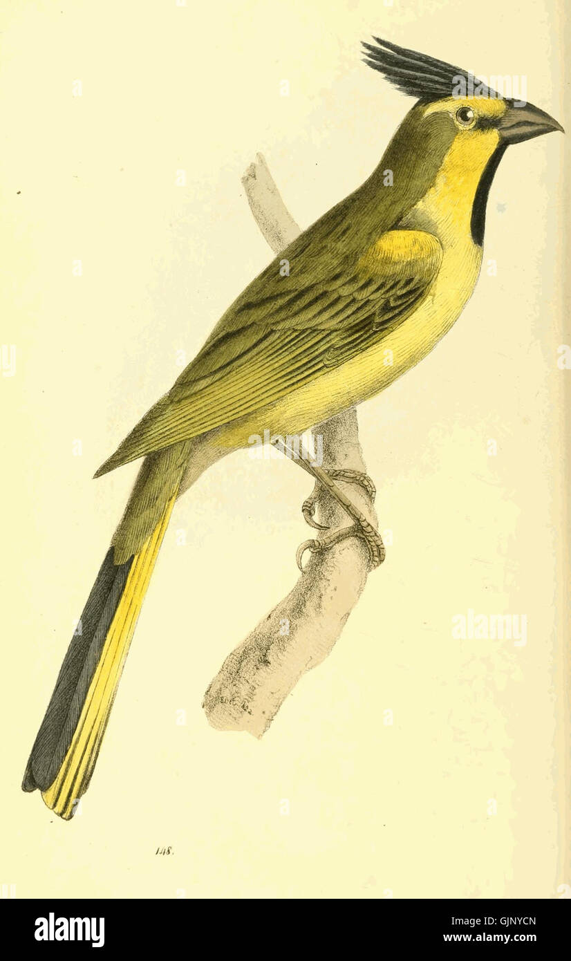 Illustration tirée de 'illustrations zoologiques, volume III, planche 14', représentant diverses espèces de faune dans un style scientifique et naturaliste. Banque D'Images