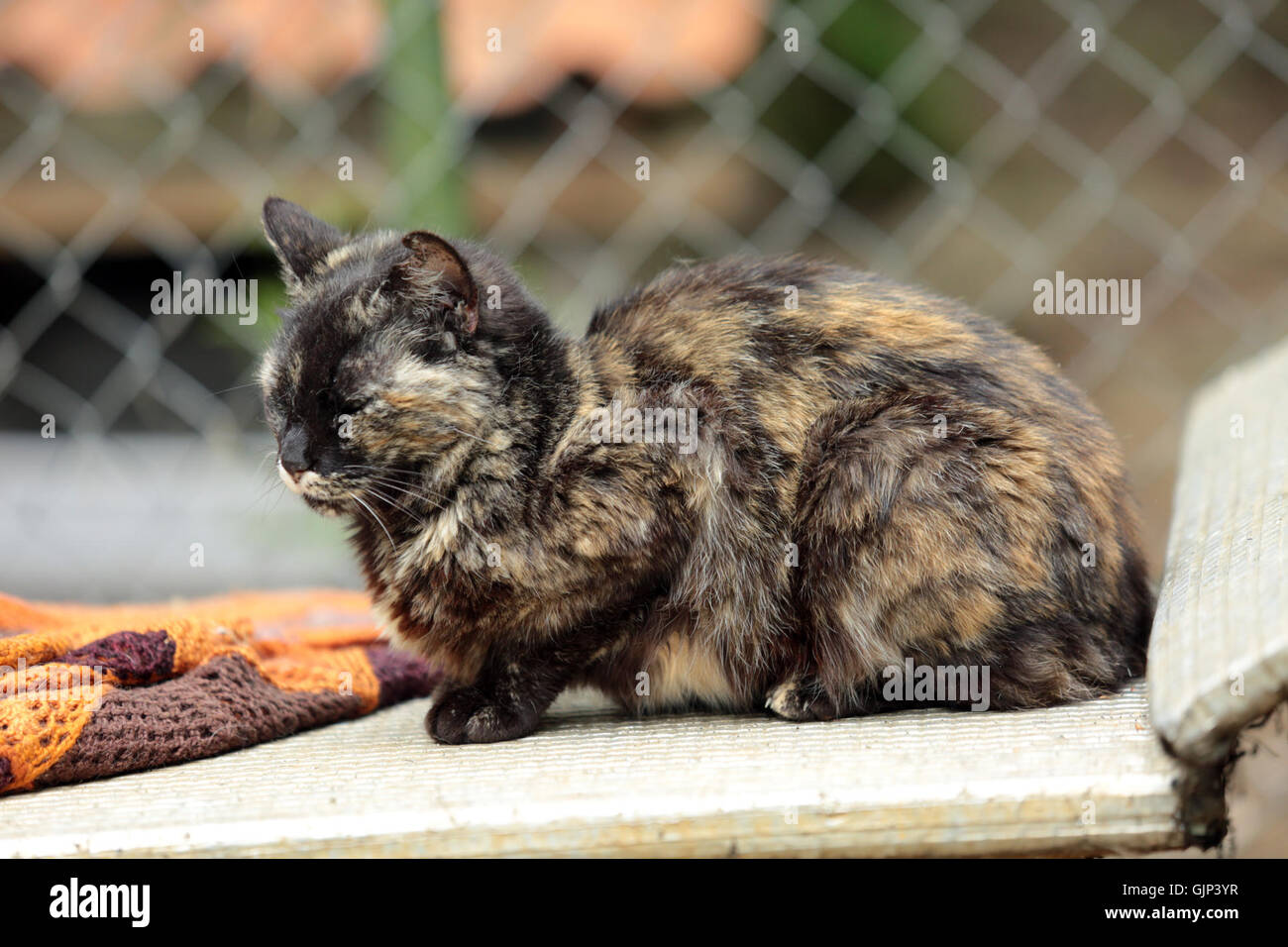 « Ecaille de feu » est une œuvre d'art captivante qui utilise des couleurs vives et audacieuses pour représenter une scène dramatique et symbolique. La pièce se caractérise par son utilisation intense de la lumière et de la couleur pour évoquer de fortes réactions émotionnelles. Banque D'Images