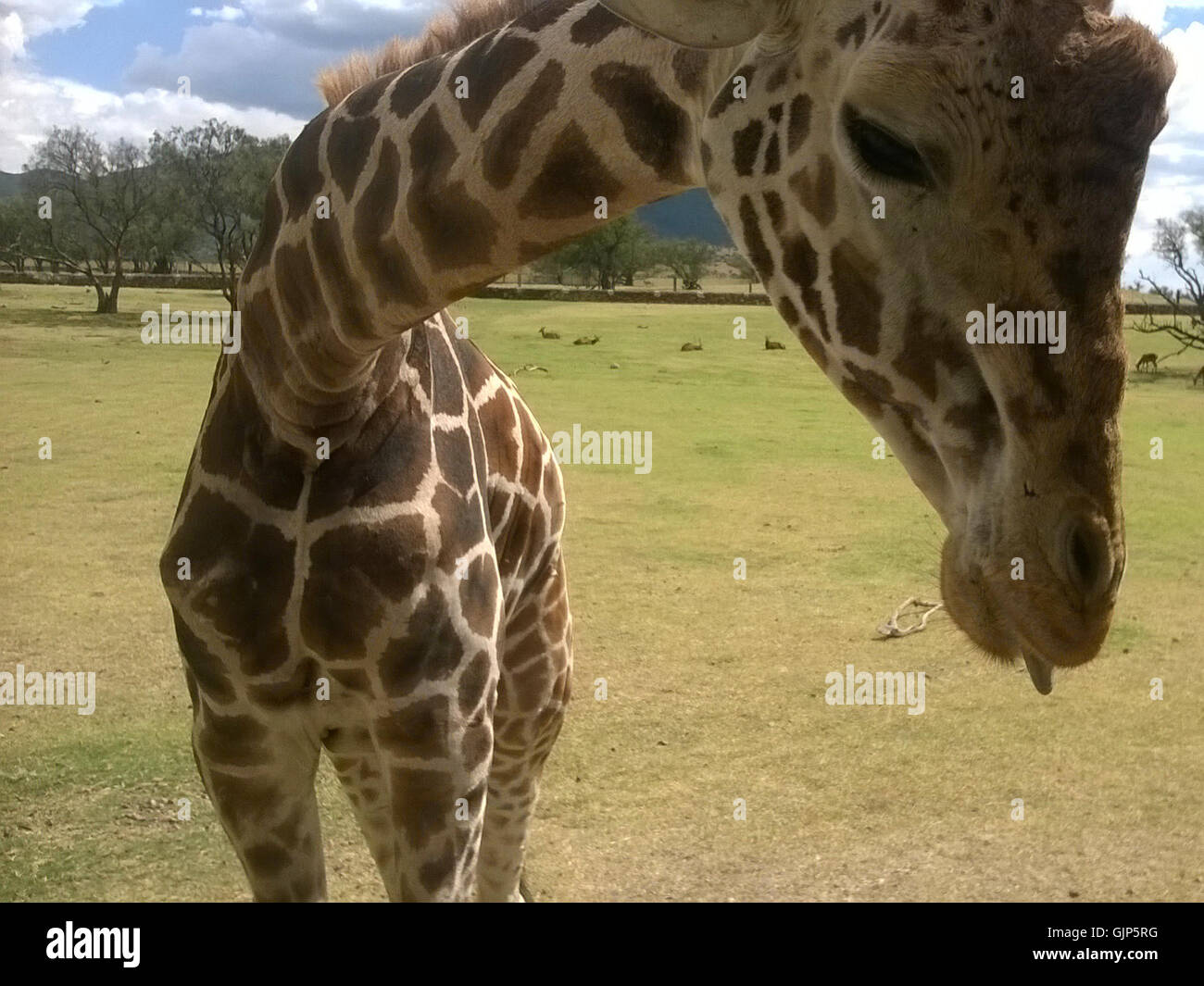 'Giraffa' est un portrait détaillé d'une girafe, mettant l'accent sur ses caractéristiques uniques telles que son long cou et ses motifs de manteau distinctifs. L'image souligne l'élégance et la beauté naturelle de l'animal, soulignant la posture gracieuse de la girafe et sa position en tant que symbole de la savane africaine. Banque D'Images