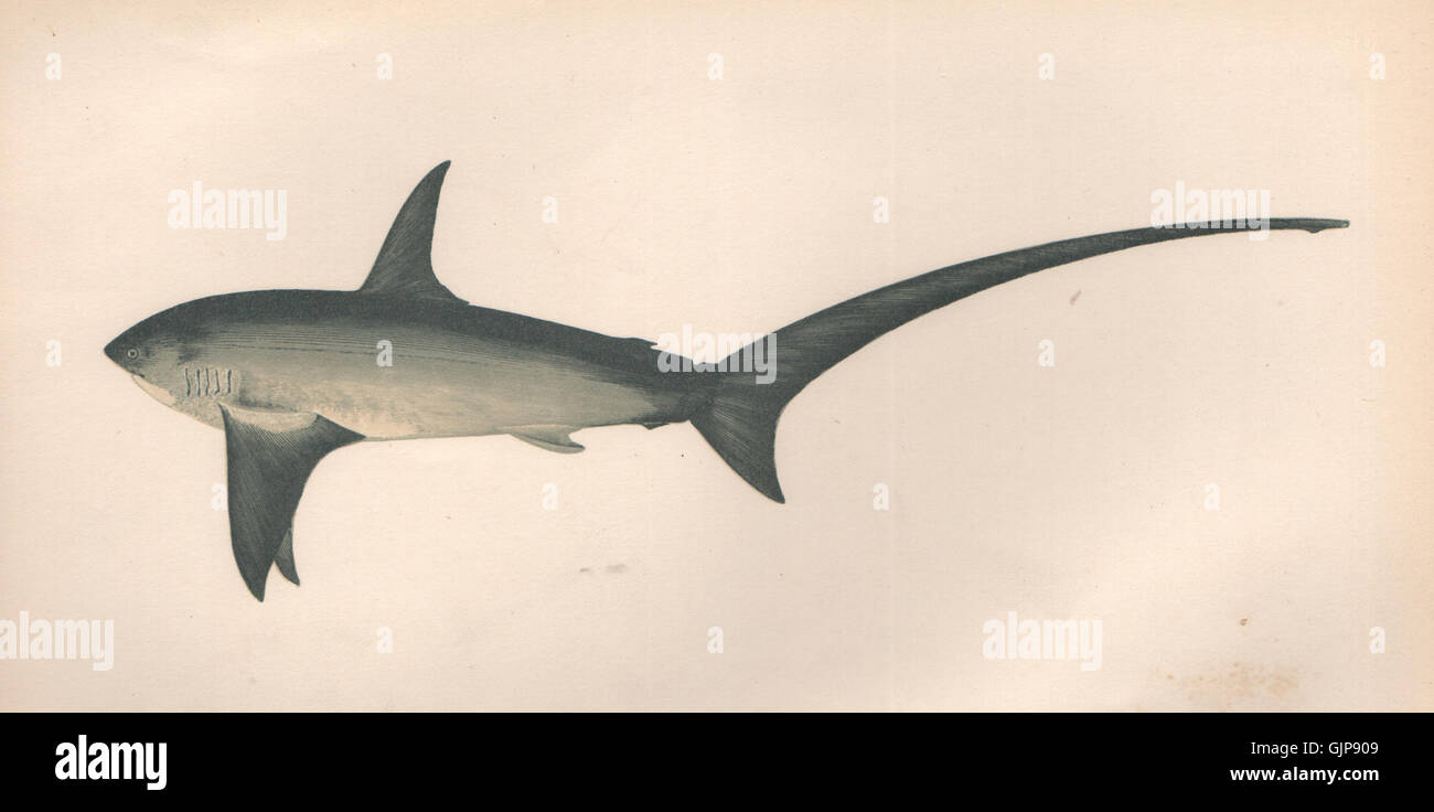 Requin. Alopias vulpinus renard, le requin. Thrasher. Table, old print 1862 Banque D'Images